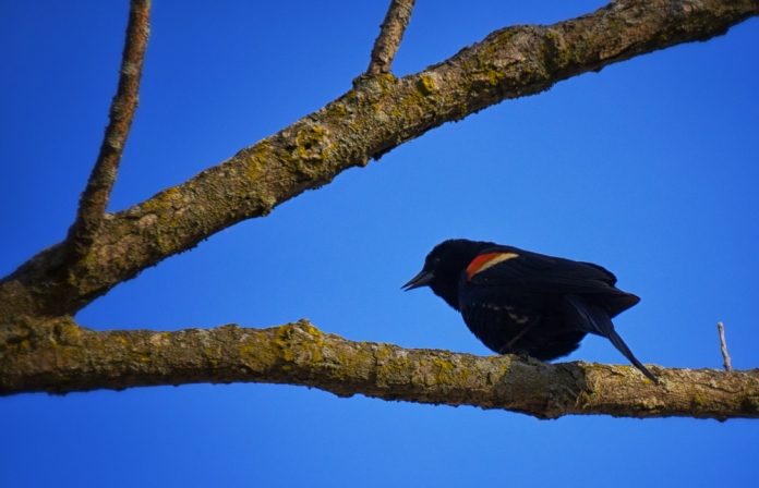 red-winged blackbird speaks